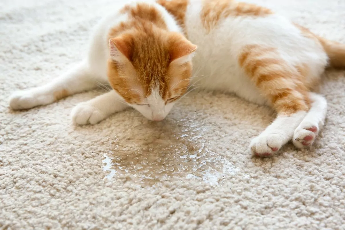 Cat urine on the carpet