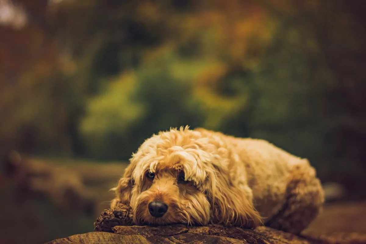 Cavapoo dog lying down