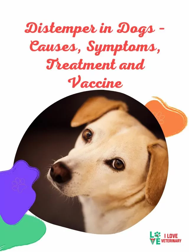 Distemper in Dogs – Causes, Symptoms, Treatment and Vaccine