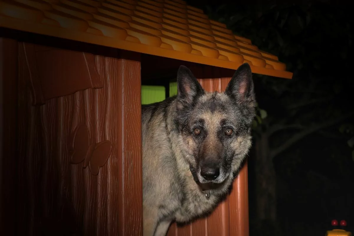 Dog at night