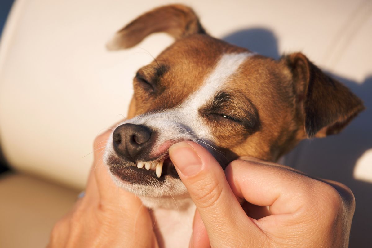 Dog tooth exam