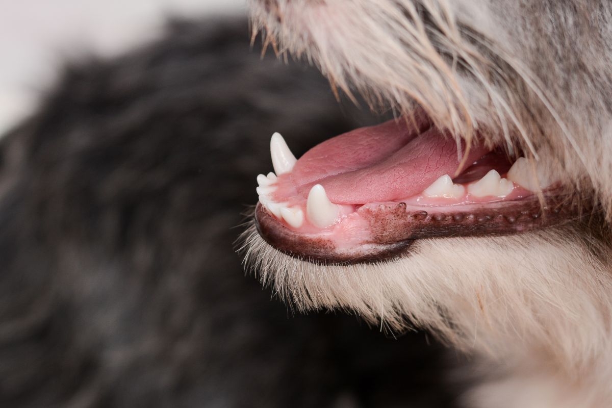 Dog tooth