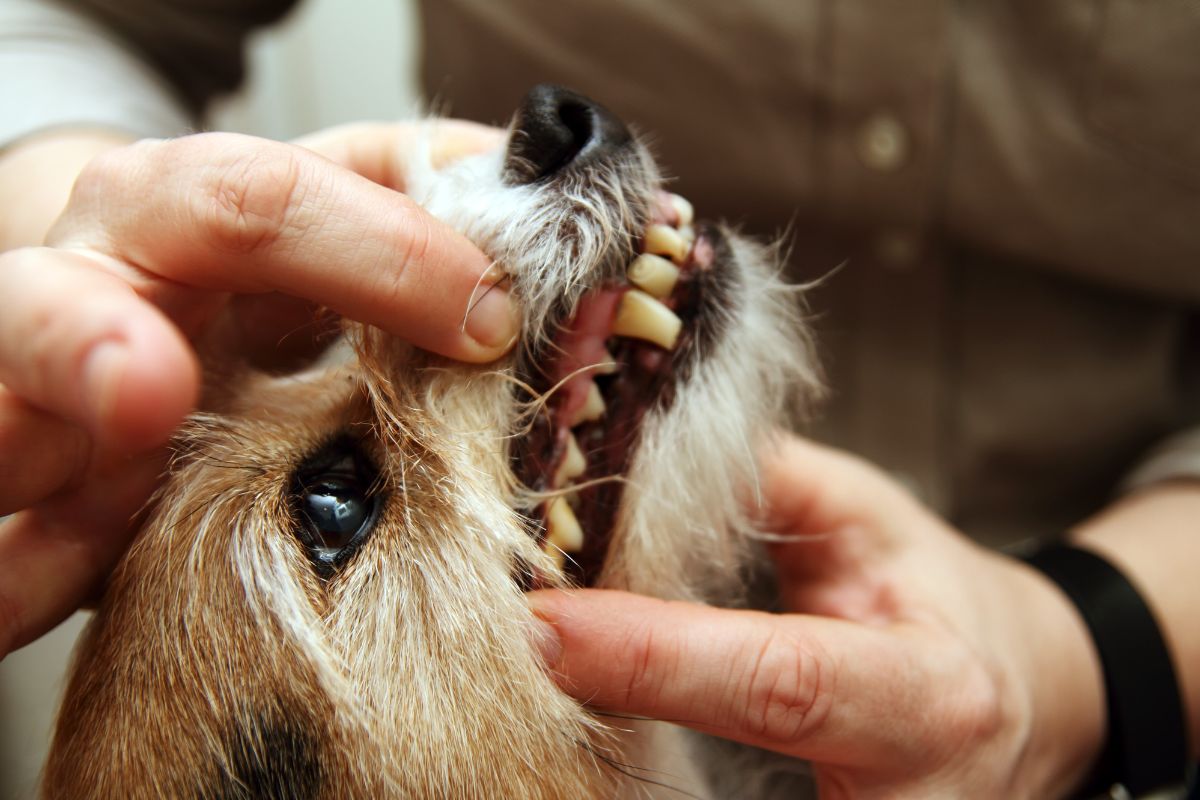 Dog with a broken tooth