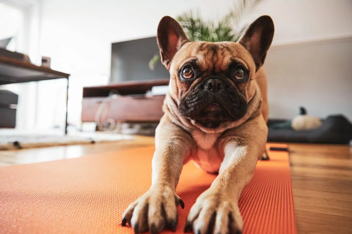 French bulldog stretching mat
