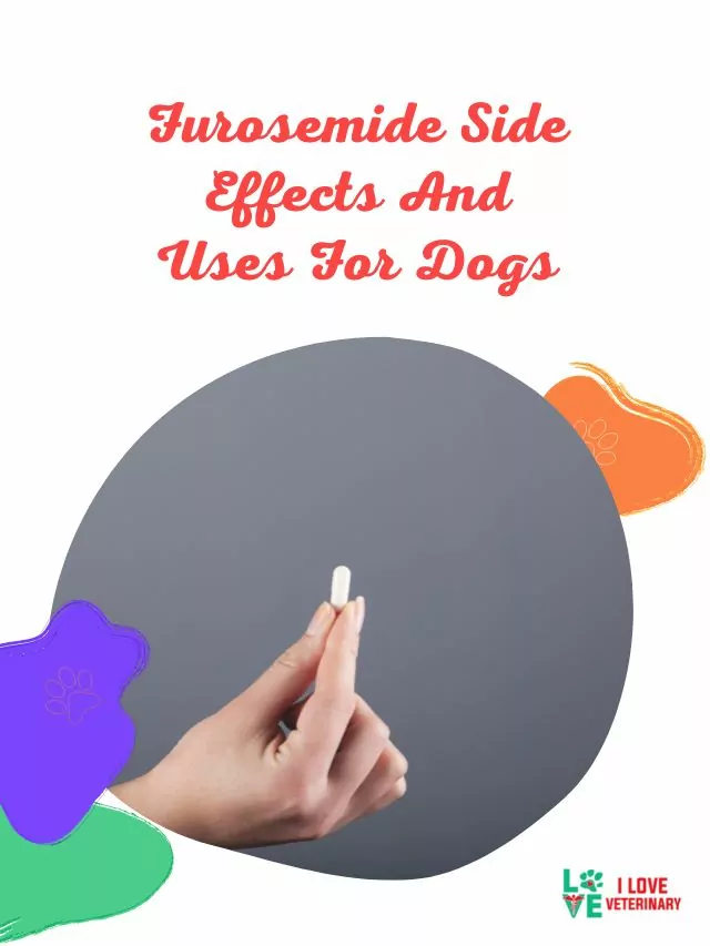 Furosemide Side Effects And Uses For Dogs