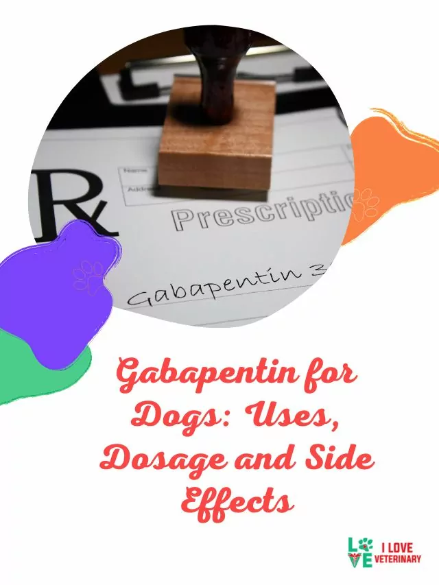 Gabapentin for Dogs: Uses, Dosage and Side Effects