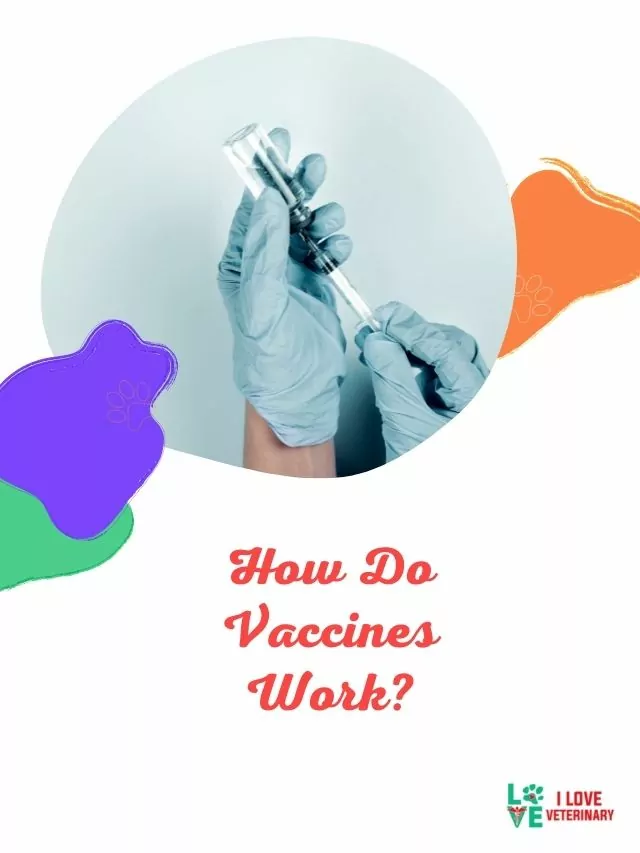 How Do Vaccines Work?