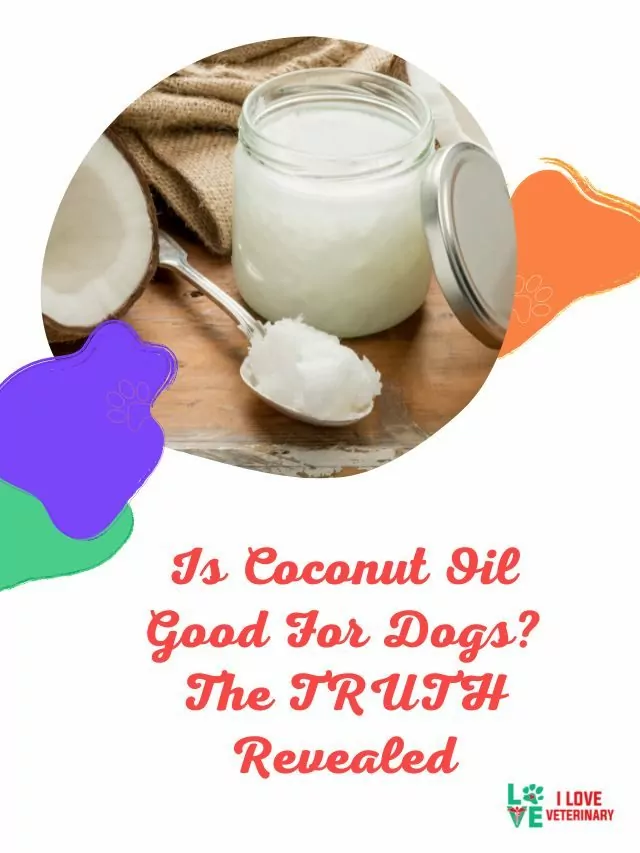 Is Coconut Oil Good For Dogs? The TRUTH Revealed