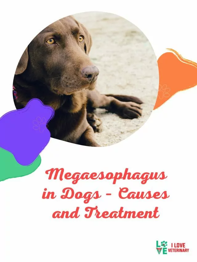 Megaesophagus in Dogs – Causes and Treatment