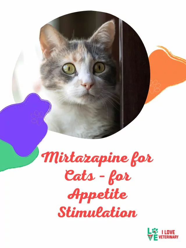 Mirtazapine for Cats – for Appetite Stimulation