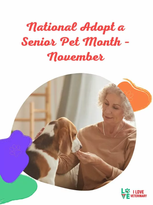 National Adopt a Senior Pet Month – November
