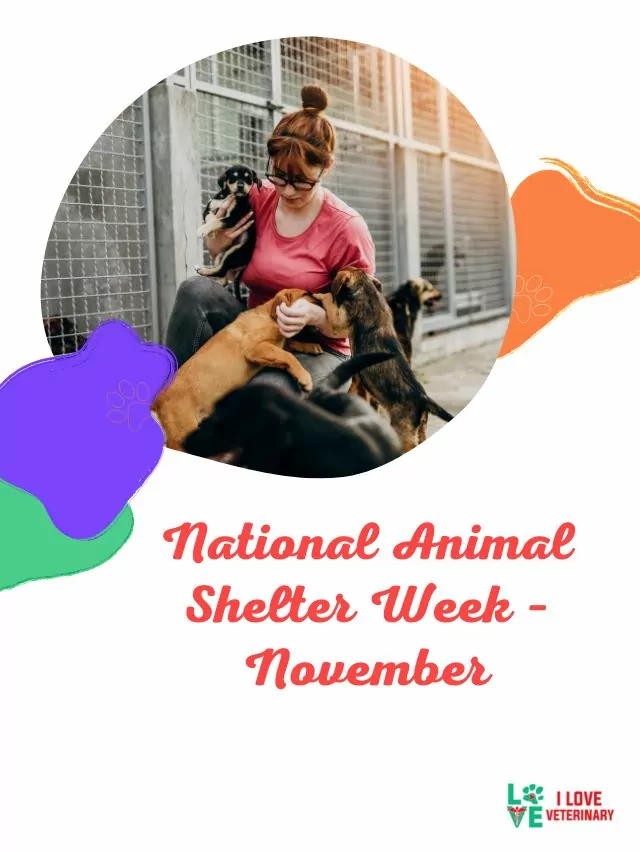 National Animal Shelter Week – November