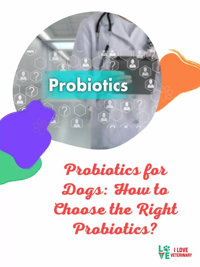Probiotics for Dogs: How to Choose the Right Probiotics?