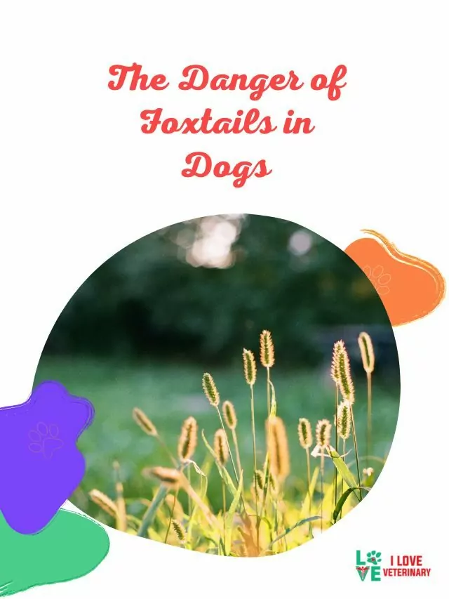 The Danger of Foxtails in Dogs