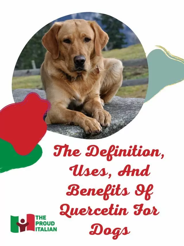 The Definition, Uses, And Benefits Of Quercetin For Dogs