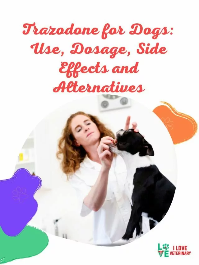 Trazodone for Dogs: Use, Dosage, Side Effects and Alternatives