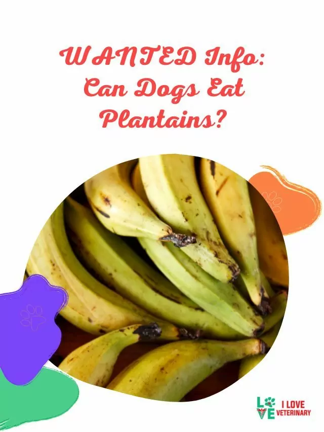 WANTED Info: Can Dogs Eat Plantains?