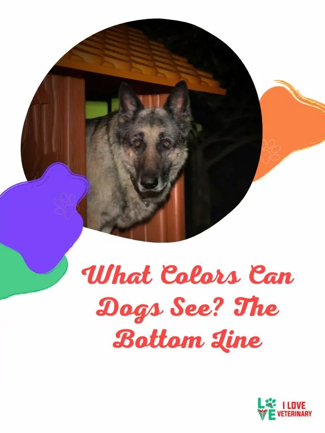 What Colors Can Dogs See The Bottom Line