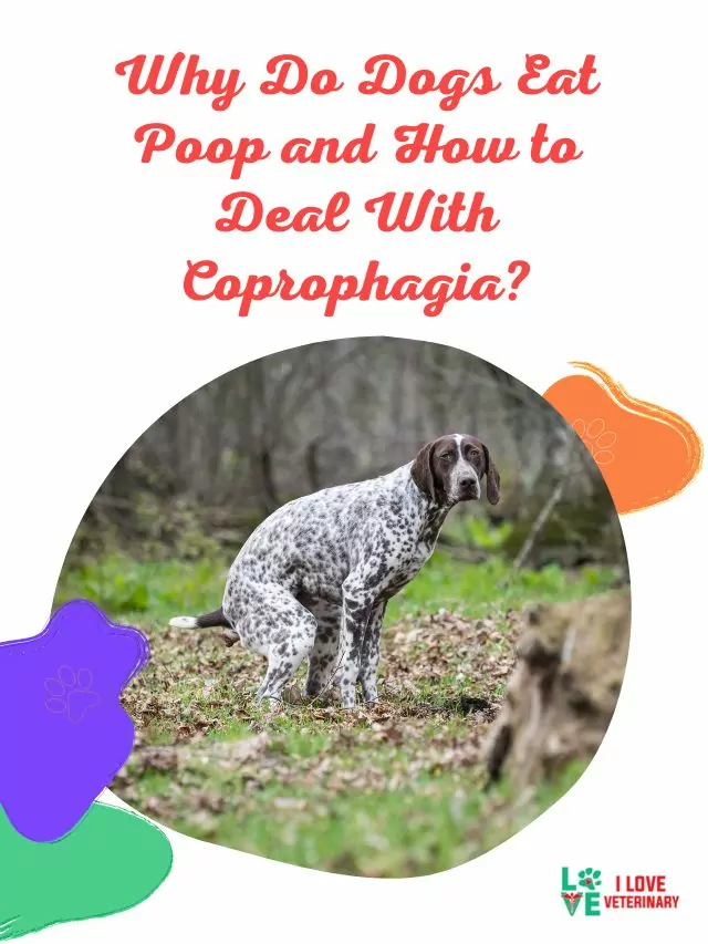 Why Do Dogs Eat Poop and How to Deal With Coprophagia?