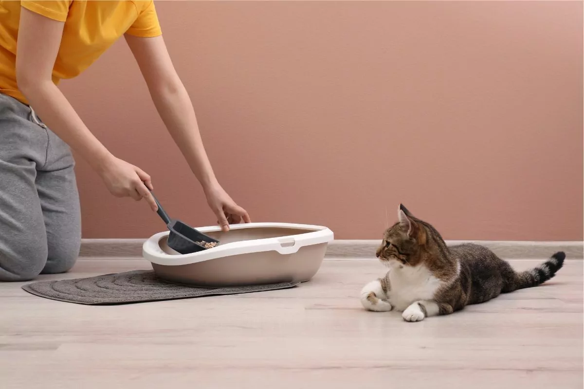 Woman cleaning cat litter