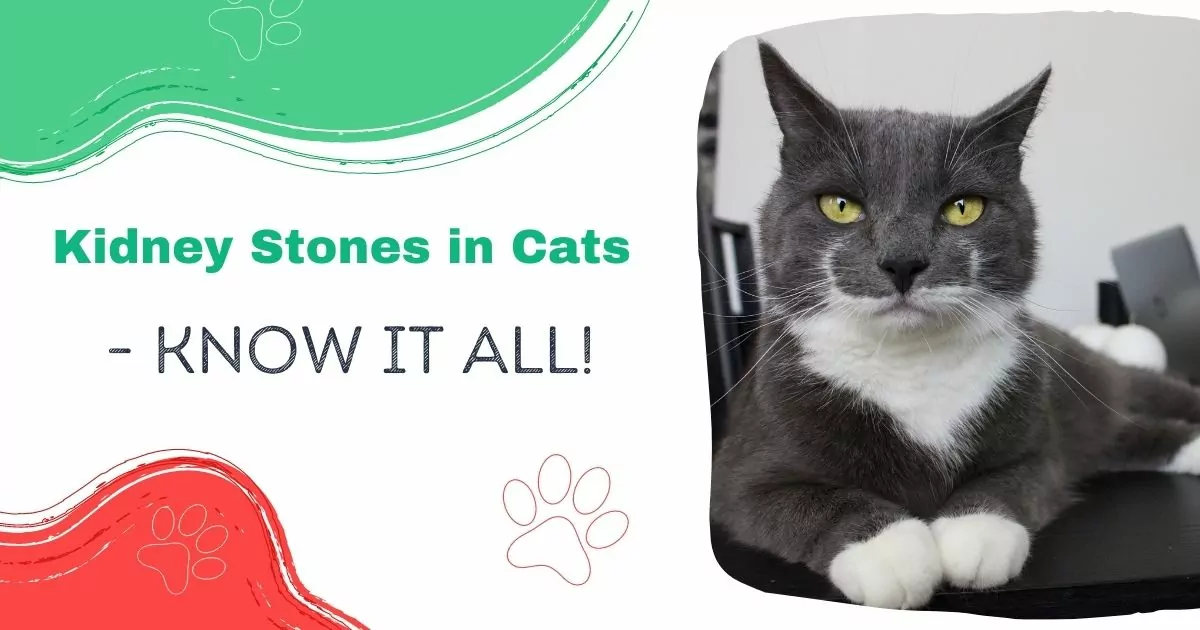 kidney stones in cats