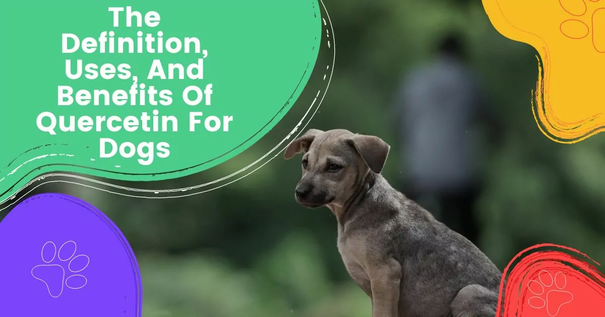 Quercetin For Dogs