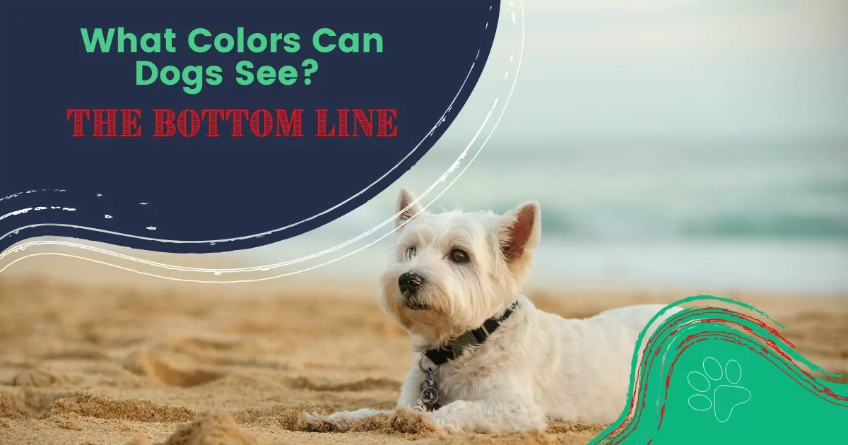 what colors can dogs see