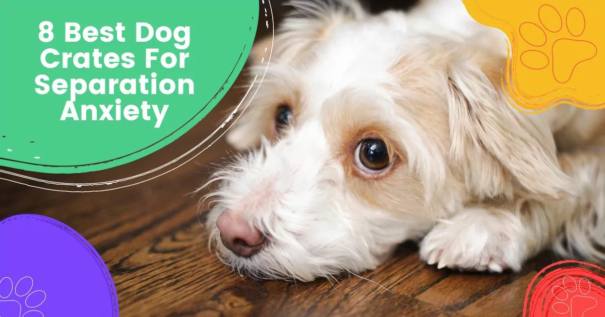 Best Dog Crates For Separation Anxiety