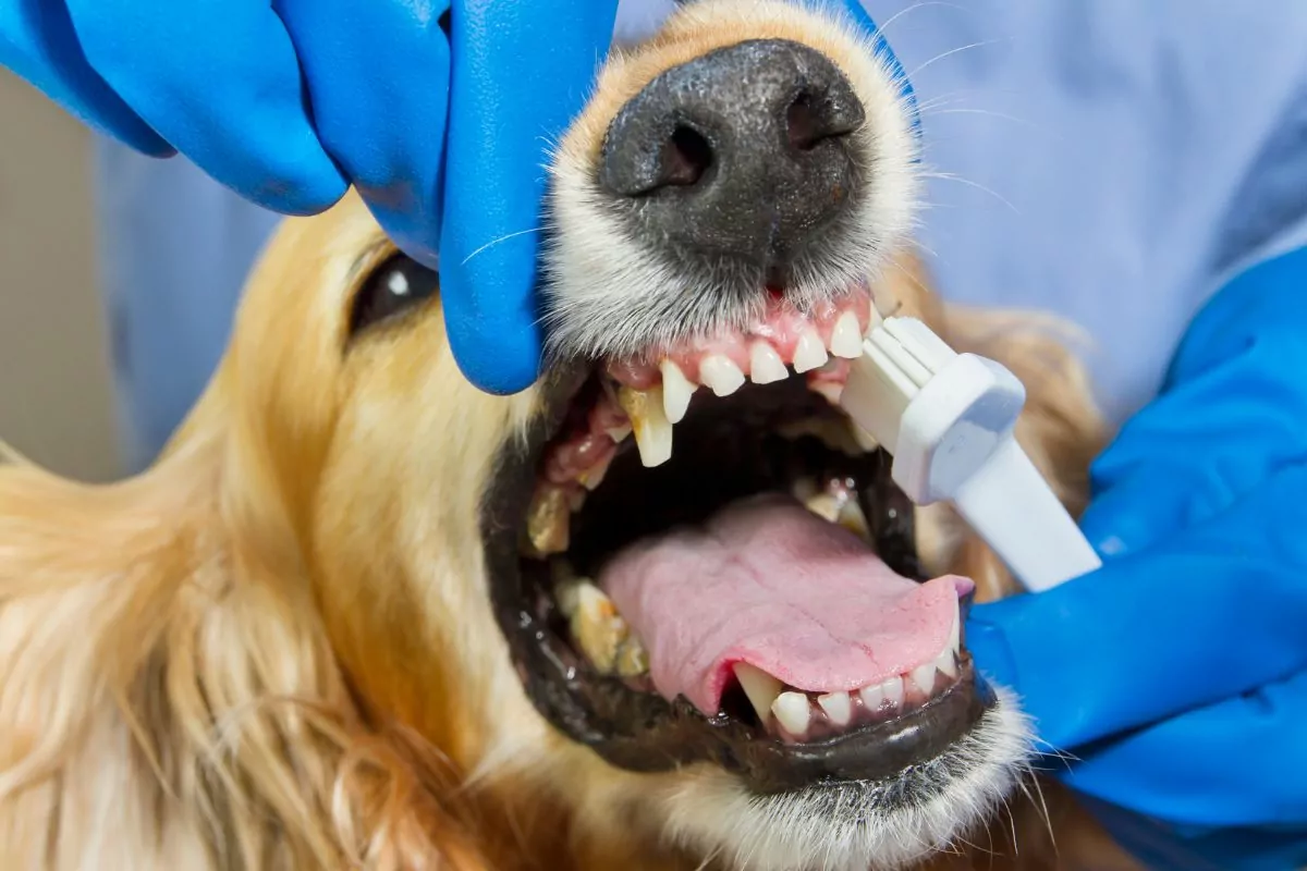 a vet performing teeth cleaning on a Golden Retriever with its mouth open