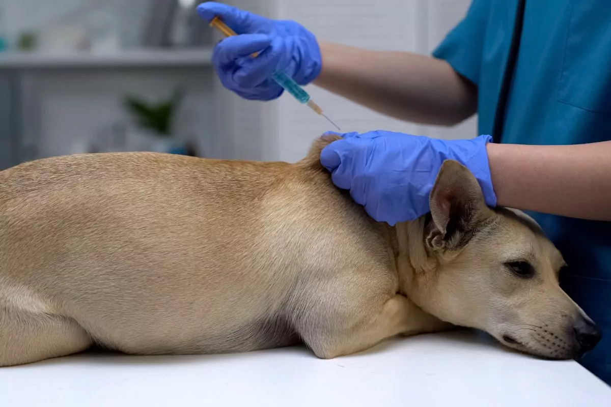Dog pet vaccination
