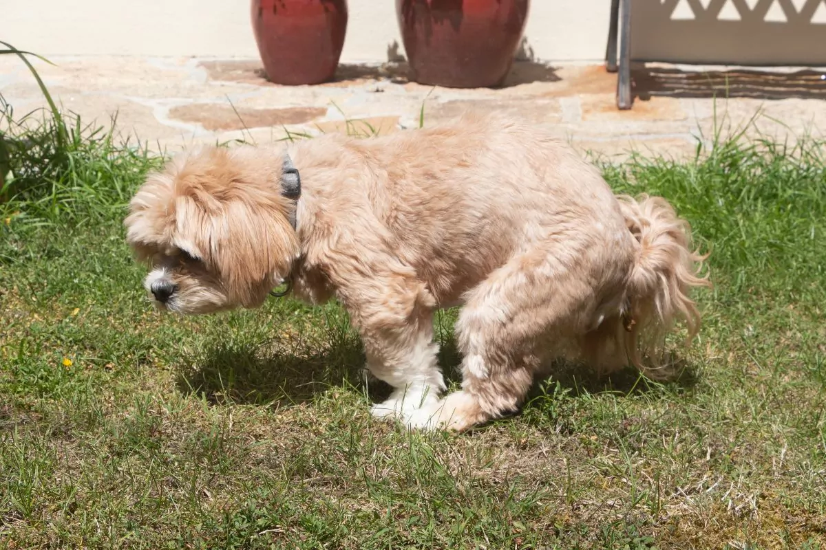 Dog pooping in the garden