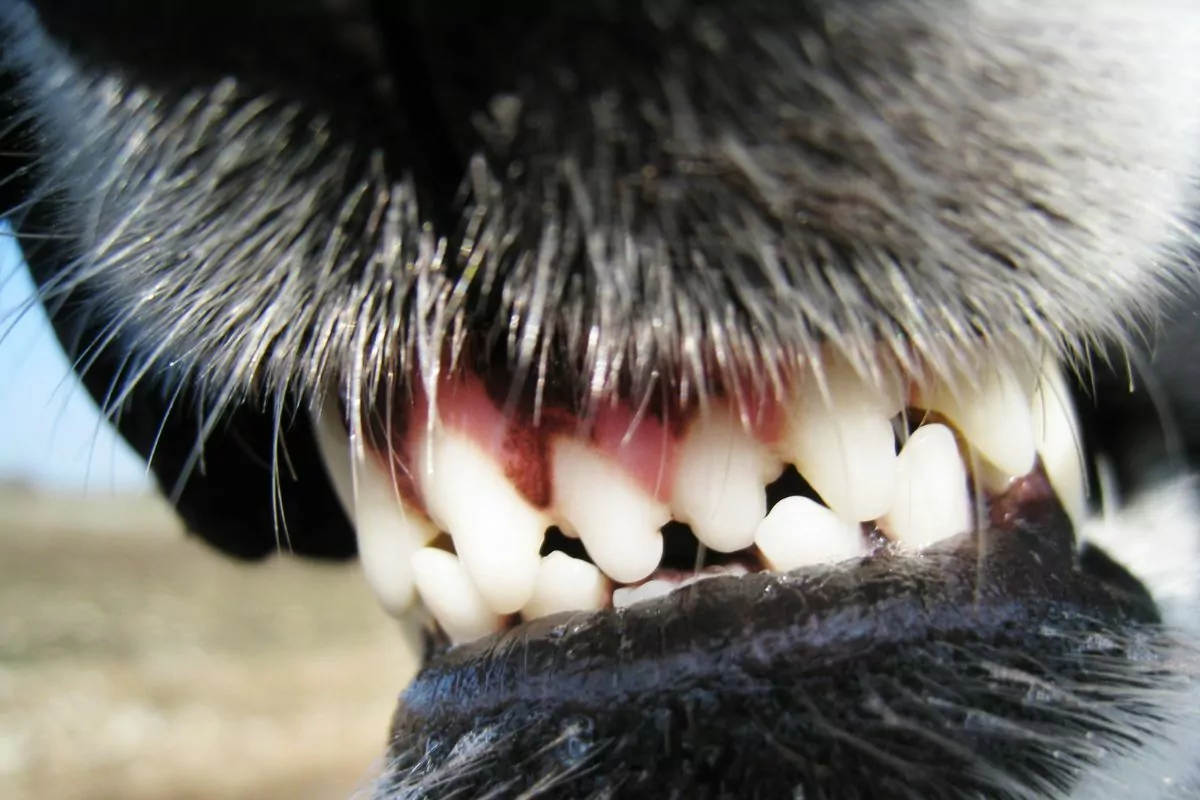 frontal shot of a dogs white teeth and healthy pink gums