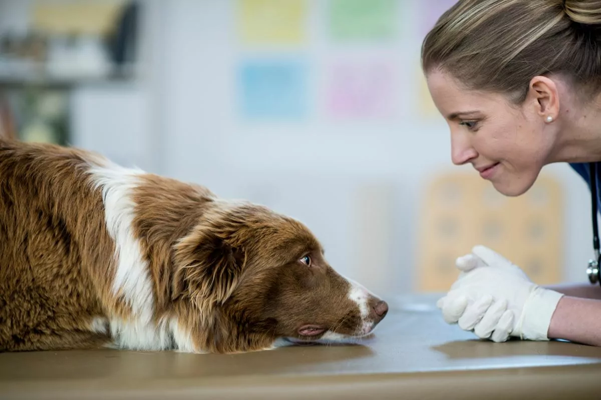 Dog with vet before vaccination