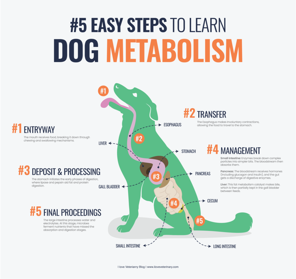 Dog metabolism diagram