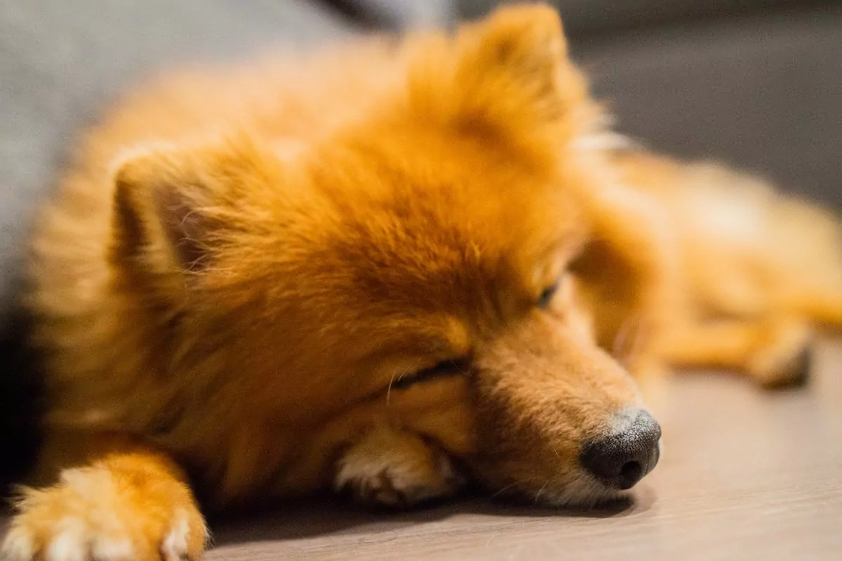 Pomeranian dog sleeping