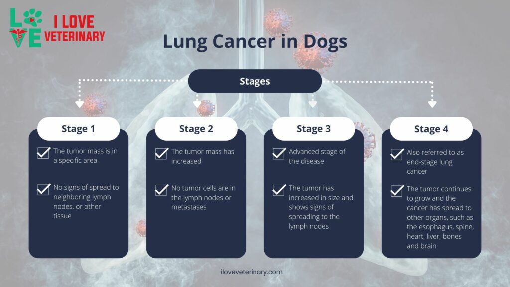 stages of lung cancer in dogs