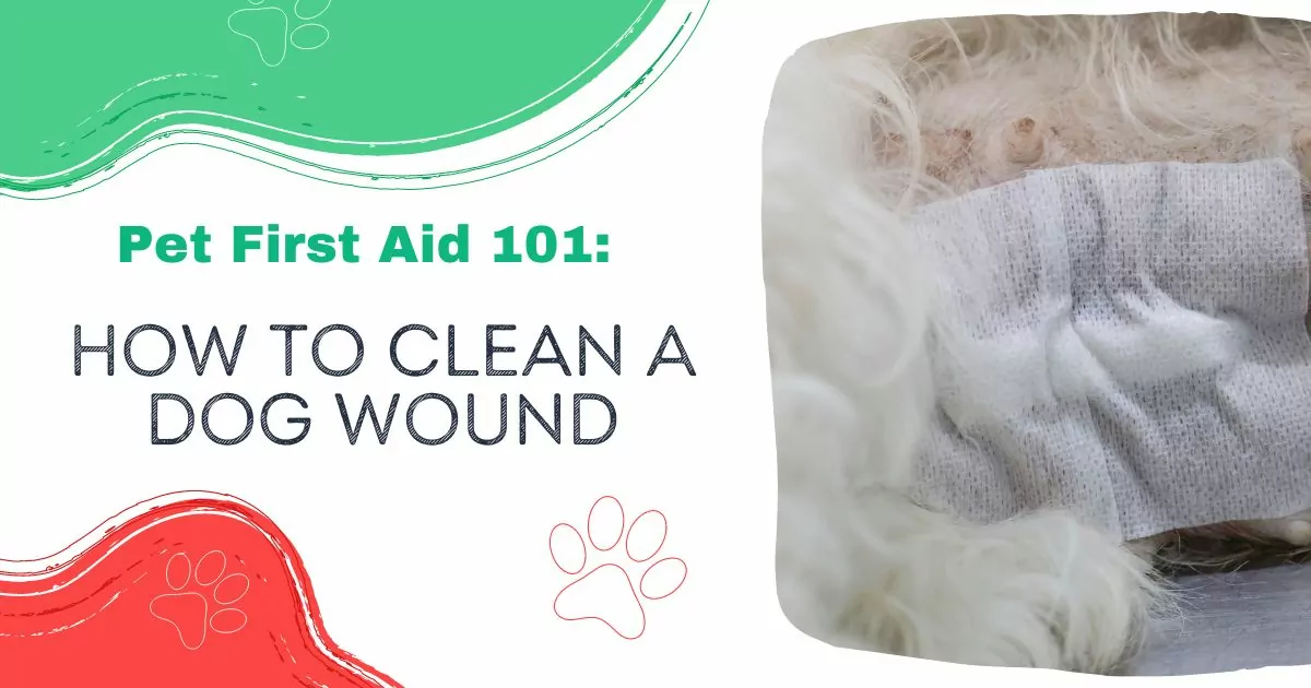 how to clean a dog wound