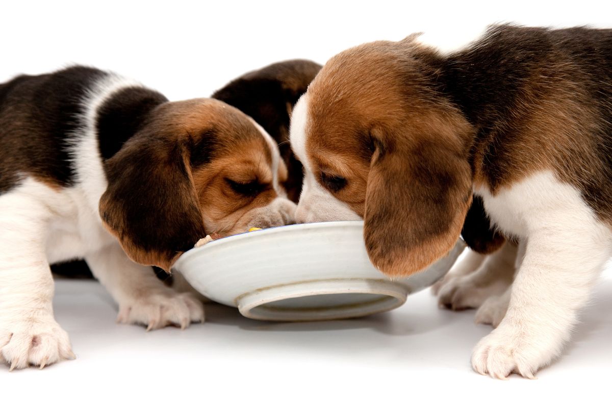 Baby beagles eating food