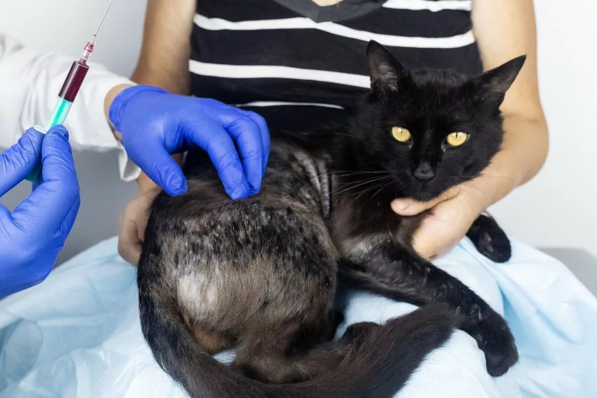 Black cat with dermatitis