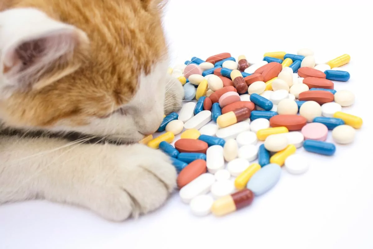 Cat and medicine