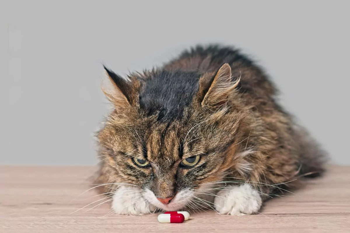 Curious tabby cat sniffs on pill