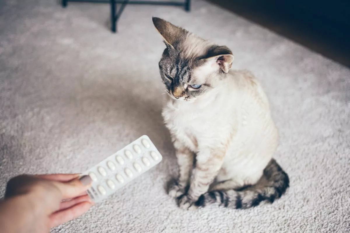 Devon Rex Cat with pills
