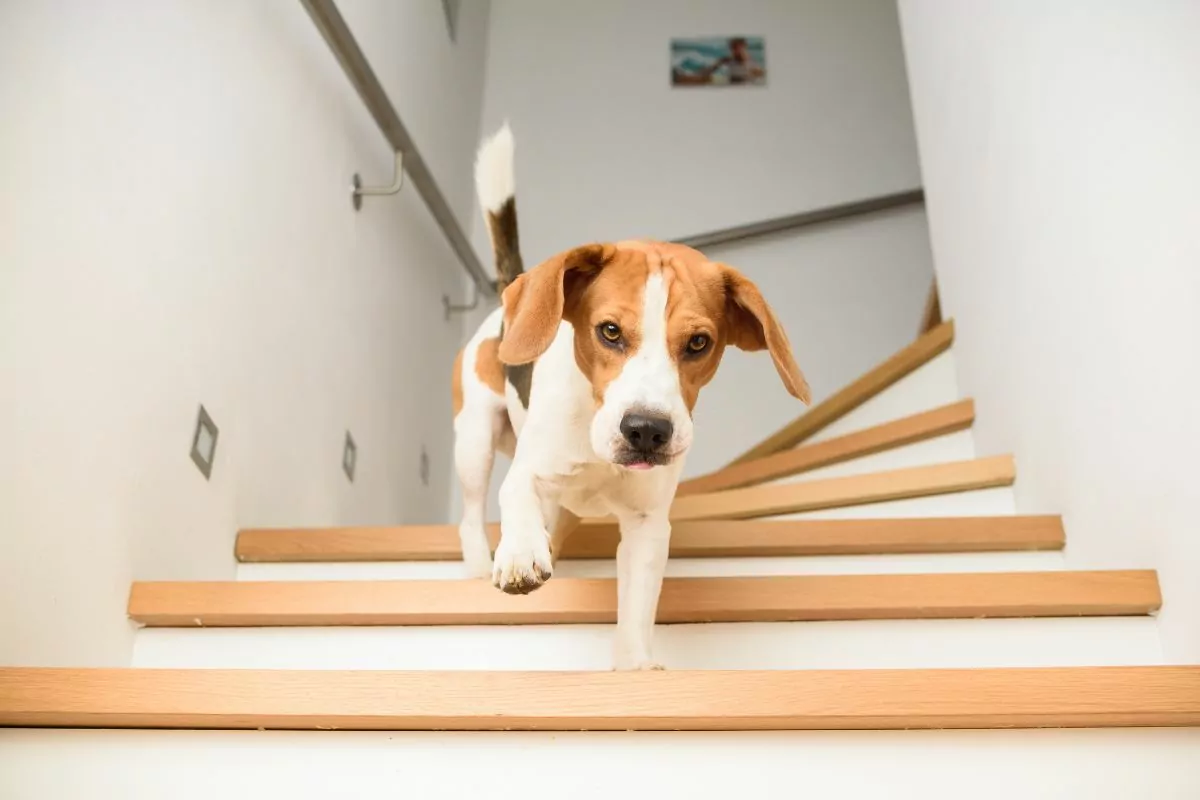 Dog climbing stairs