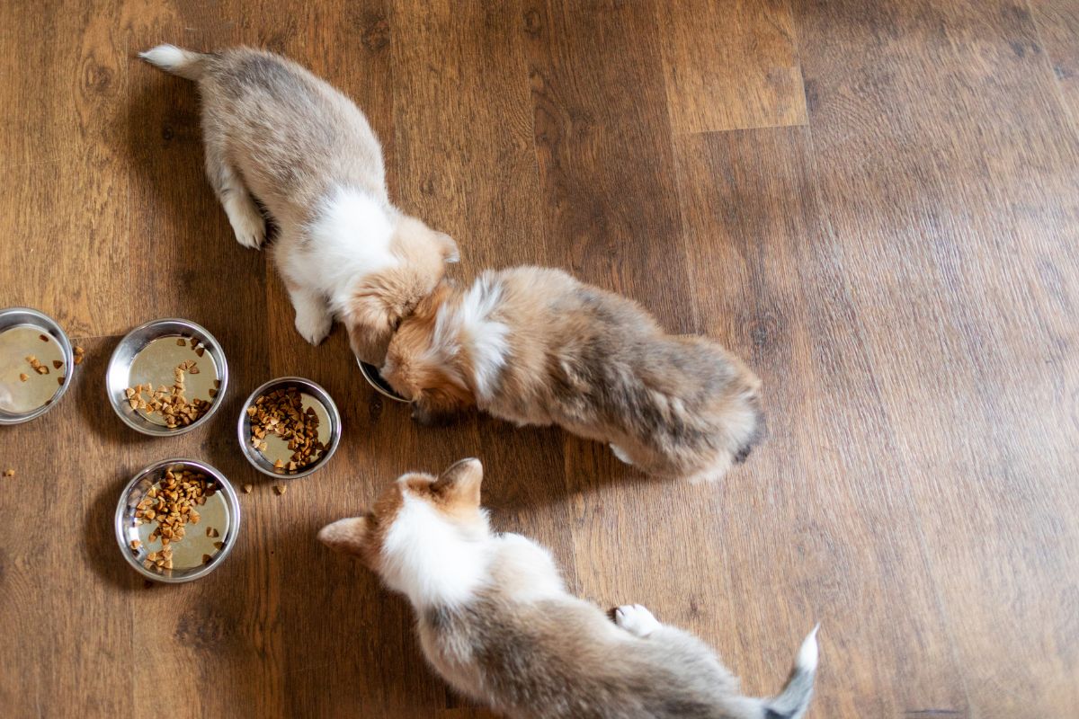 Puppies eating food in kitchen