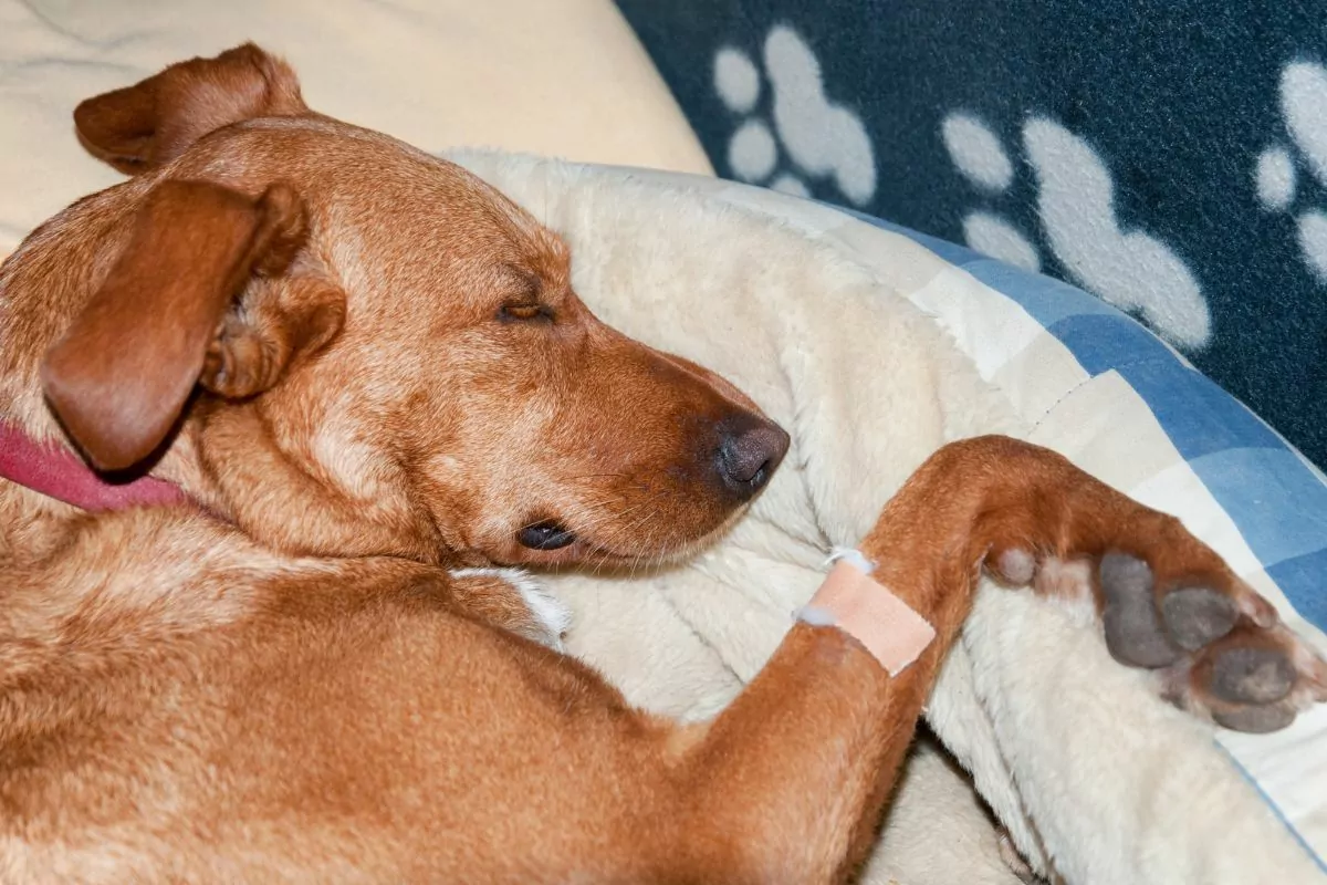 Sick dog with wound on the leg