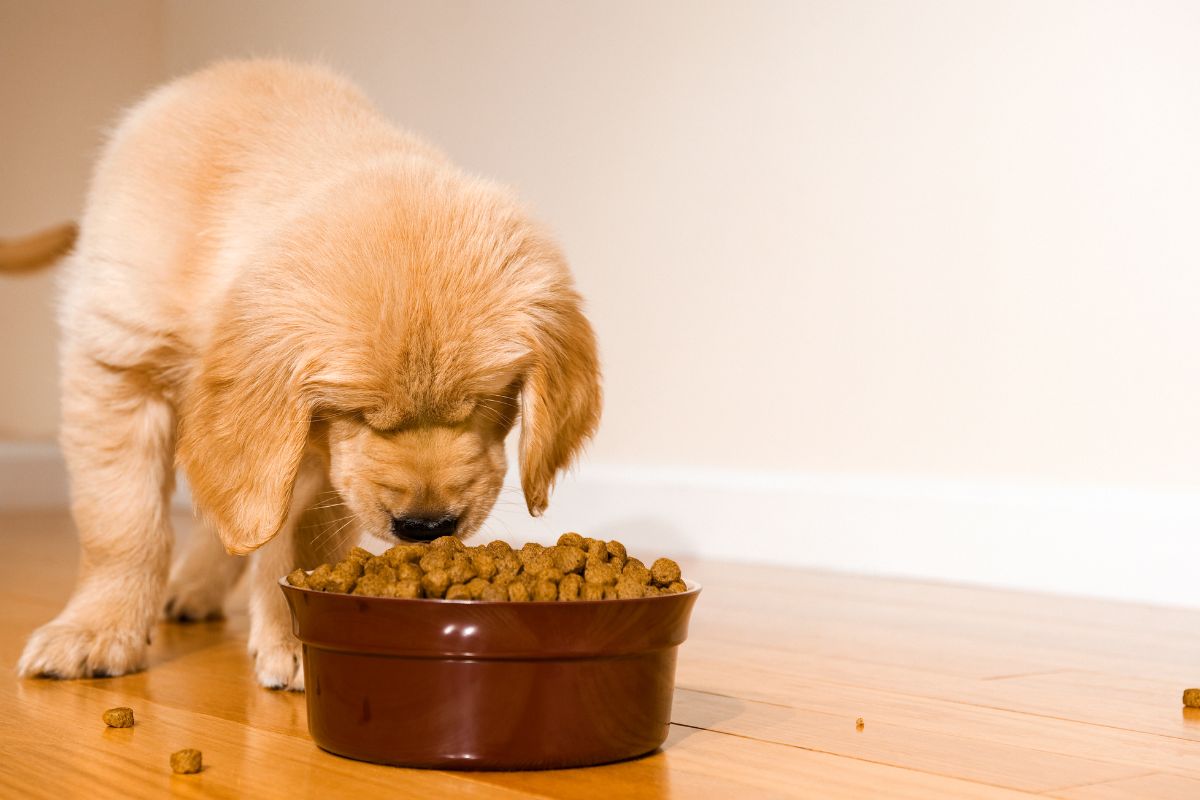 Sweet puppy eating