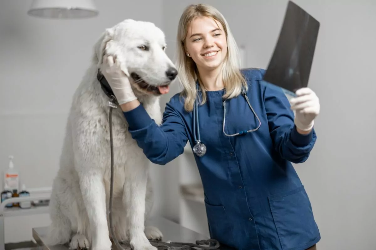 Vet radiologist showing the x-ray to dog
