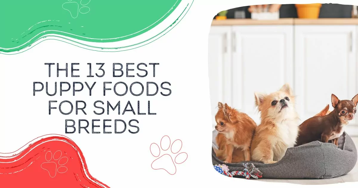 BEST Puppy Foods For Small Breeds