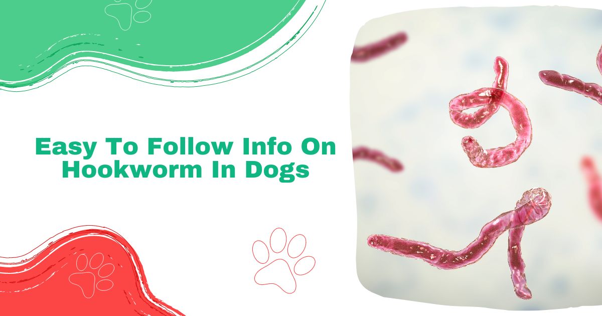 Easy To Follow Info On Hookworm In Dogs - I Love Veterinary
