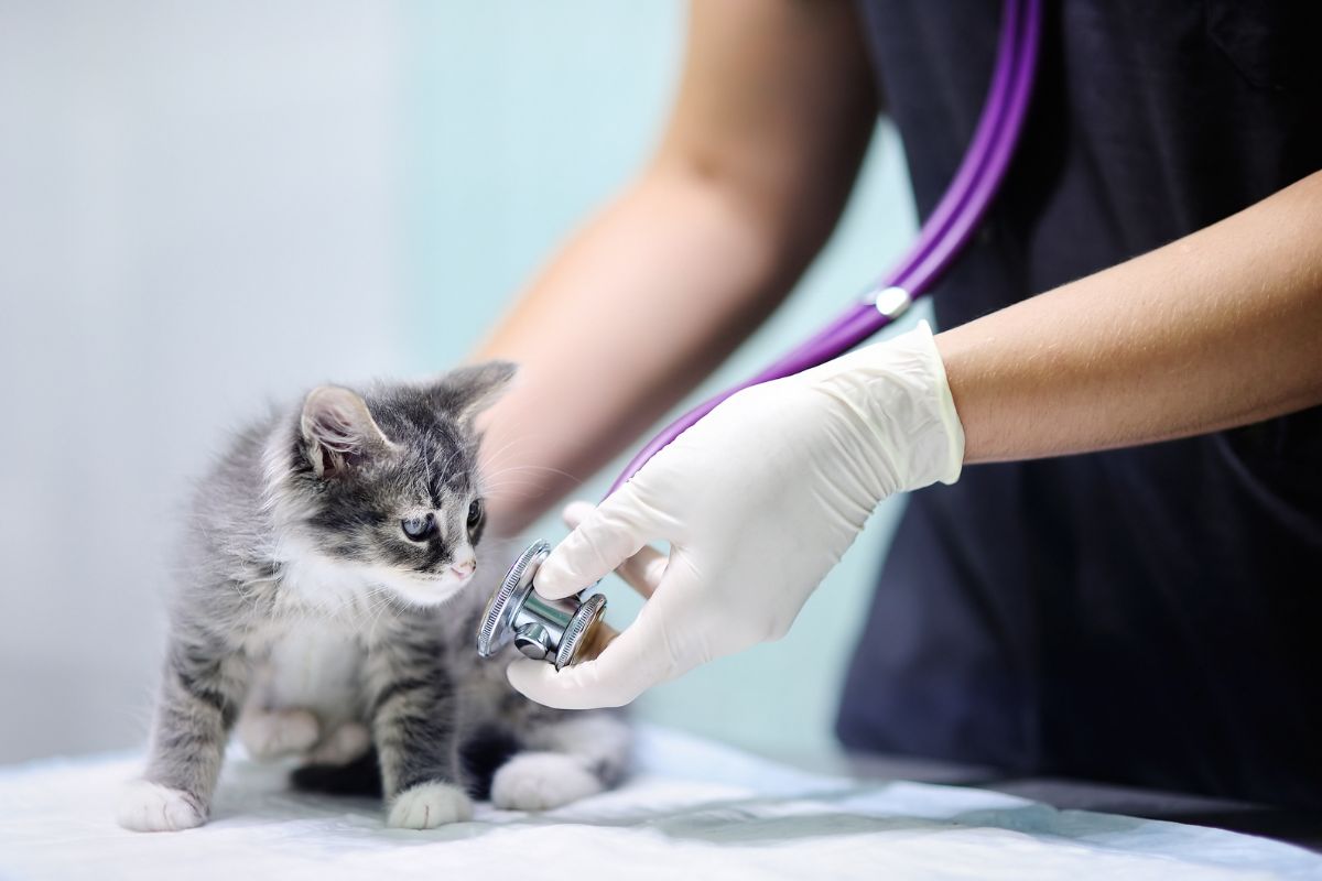Gattino sveglio con il veterinario